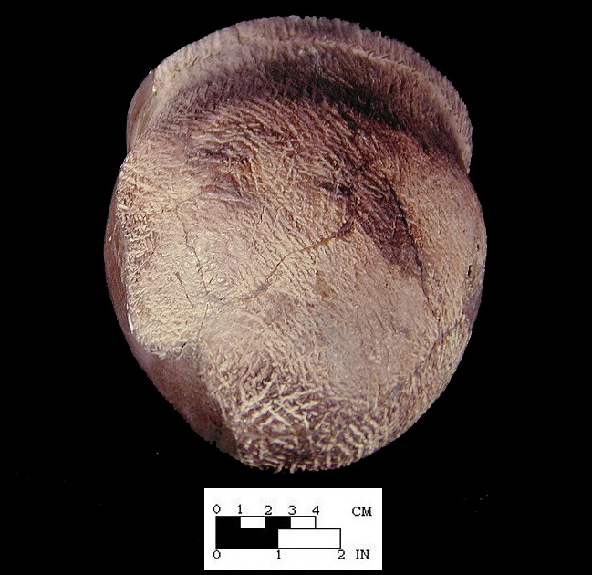 Shepard reconstructed vessel with a close up view of base, from the Shepard site 18MO3-SI Cat. #390889B. - Courtesy of the Smithsonian Institution, Museum of Natural History, Department of Anthropology.